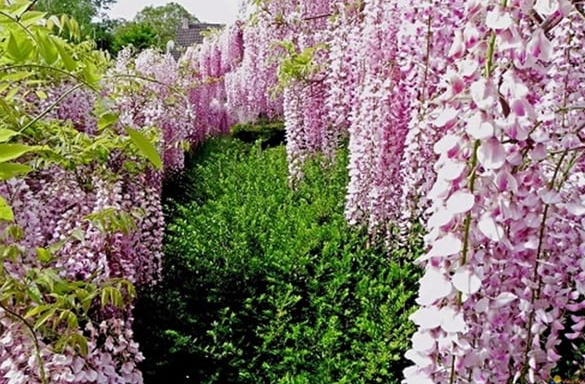 Wisteria Kokulu Mor Salkım - Sarmaşıklar